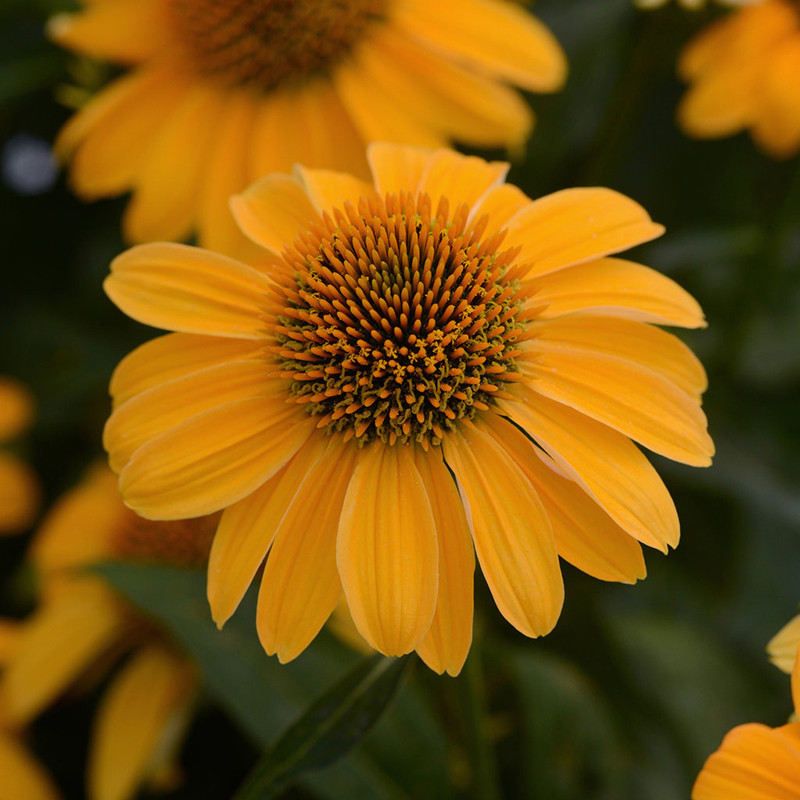 Proven Winners Sombrero Coneflower - Thumbnail 2