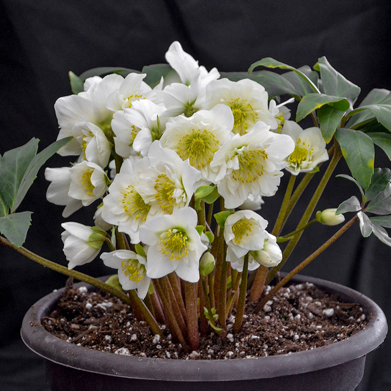 クリスマスプレゼントに❣️限定25個HelleboreBoxELLIOTHALL Snowbells Christmas Rose | Plant Addicts