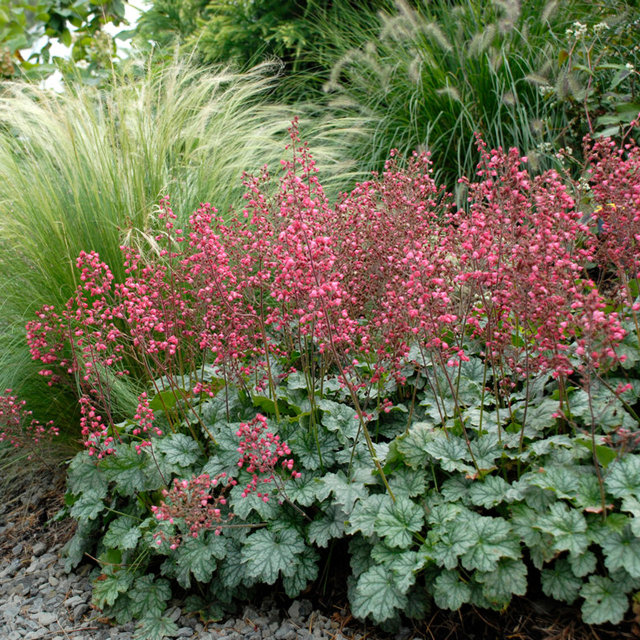 Silver bells, Evergreen, Ornamental, Fragrant