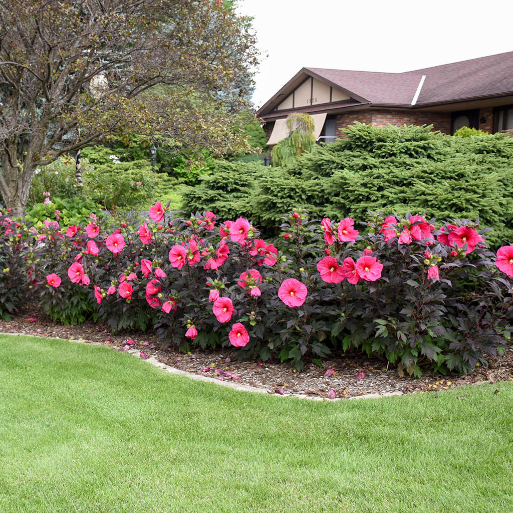 Proven Winners Summerific Hibiscus - Thumbnail 5