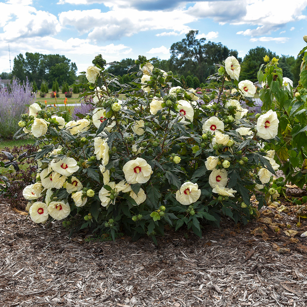 Summerific 'French Vanilla' Perennial Hibiscus - Thumbnail 2