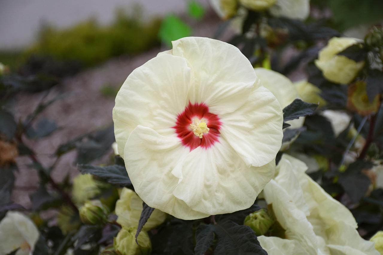 Summerific 'French Vanilla' Perennial Hibiscus