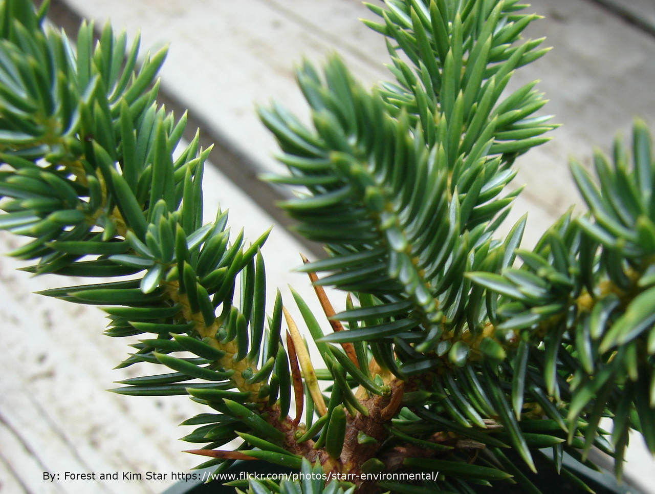 Blue Pacific Juniper Plantaddicts Com Blue Pacific Juniper Plantaddicts Com