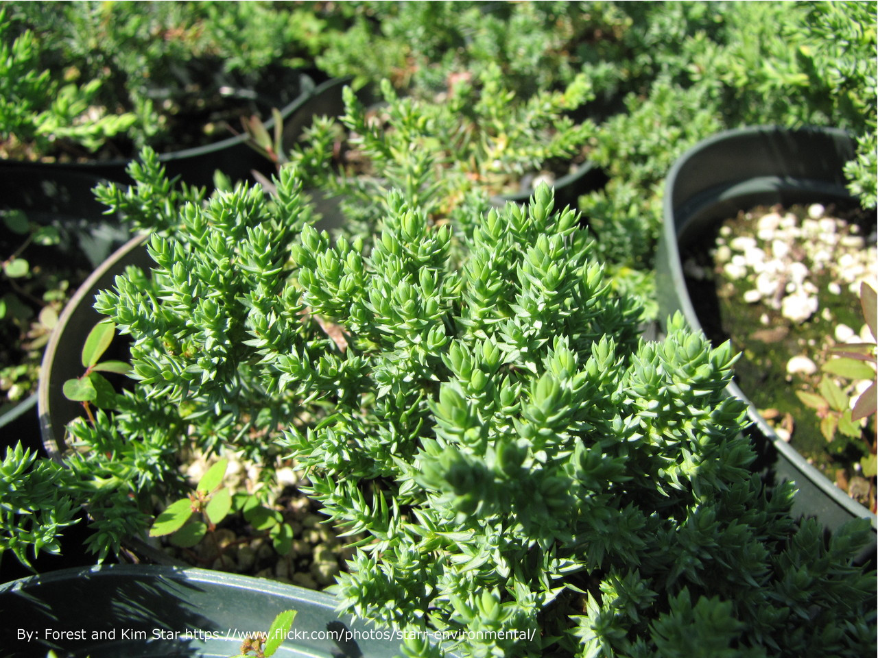 Blue Pacific Juniper Plantaddicts Com Blue Pacific Juniper Plantaddicts Com