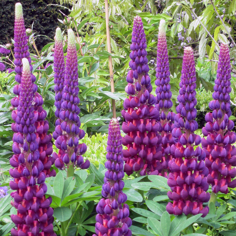 Proven Winners Westcountry Masterpiece Lupine - Thumbnail 2
