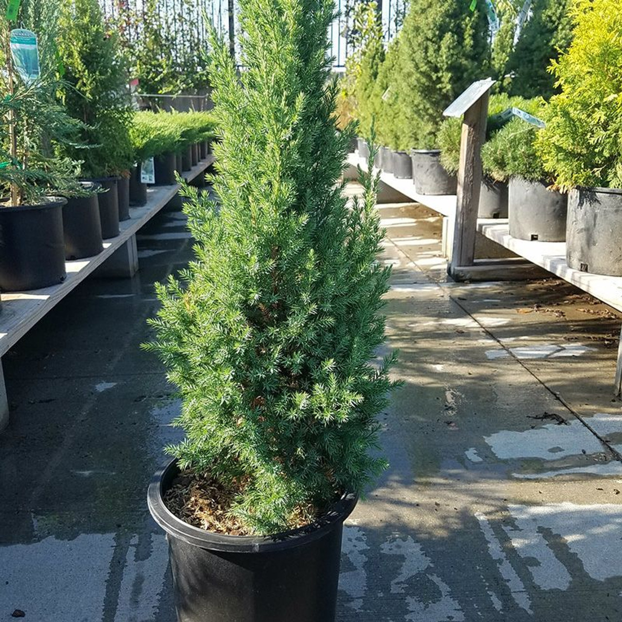 Blue Point Juniper