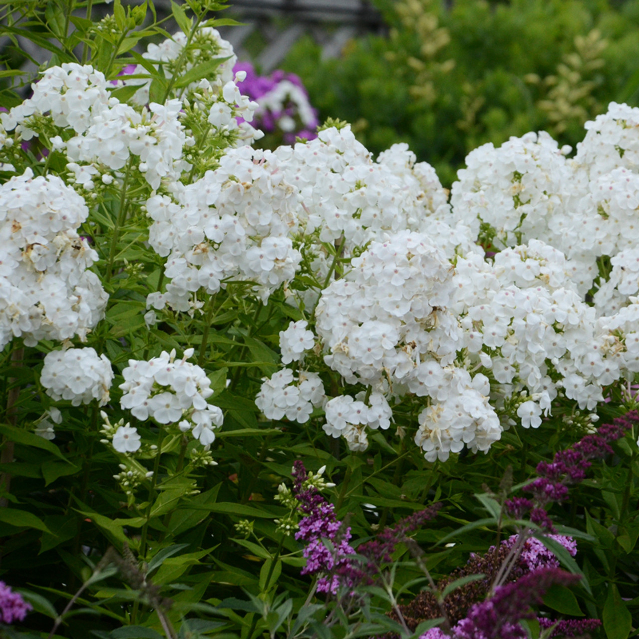 phlox paniculata david