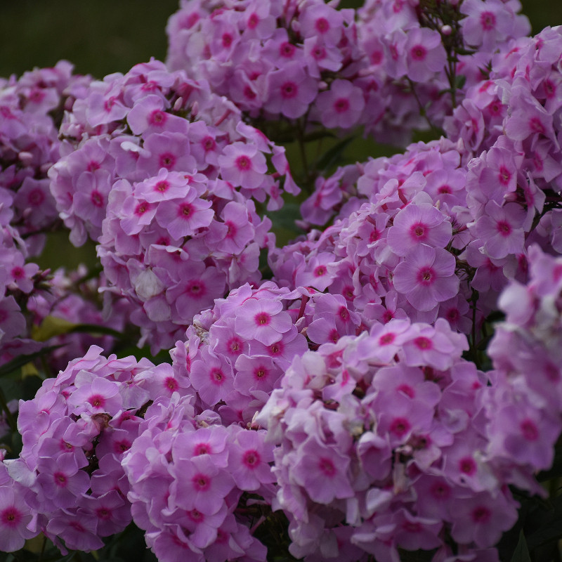 Proven Winners Phlox Luminary - Thumbnail 3