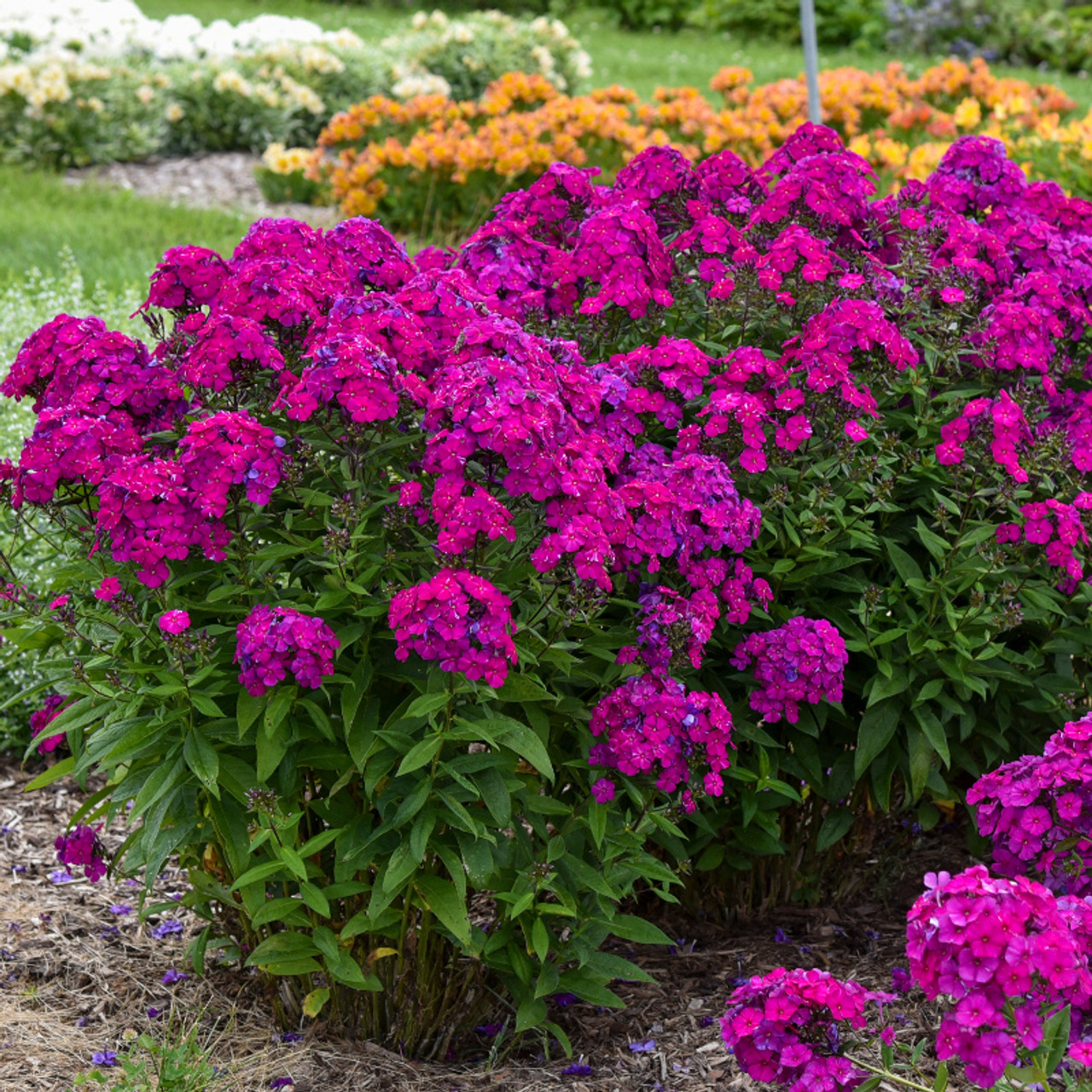 Image of Phlox plant