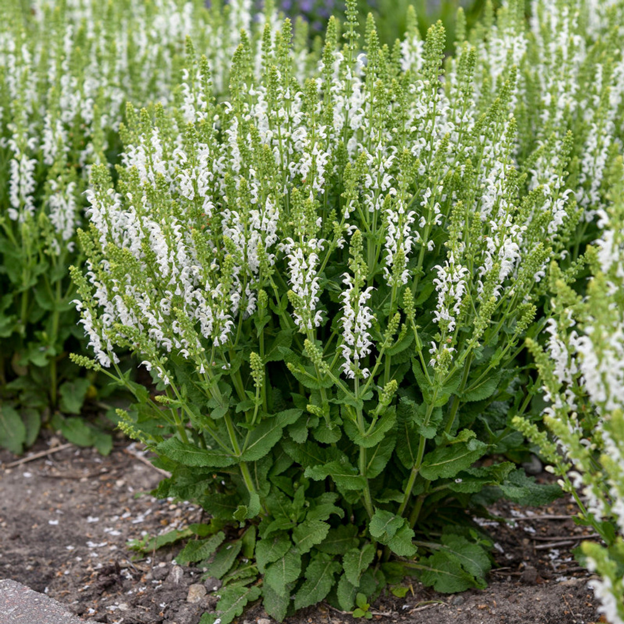 Salvia Blanca (Buddleja mendozensis) - EcoRegistros