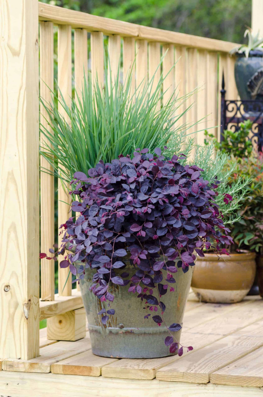 Image of Purple Pixie Lettuce plant