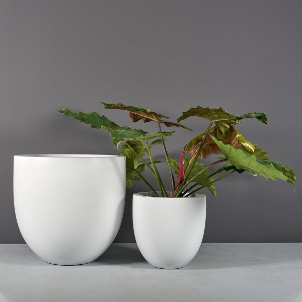 Alzira Bowl Planters - Jay Scotts | Plant Addicts