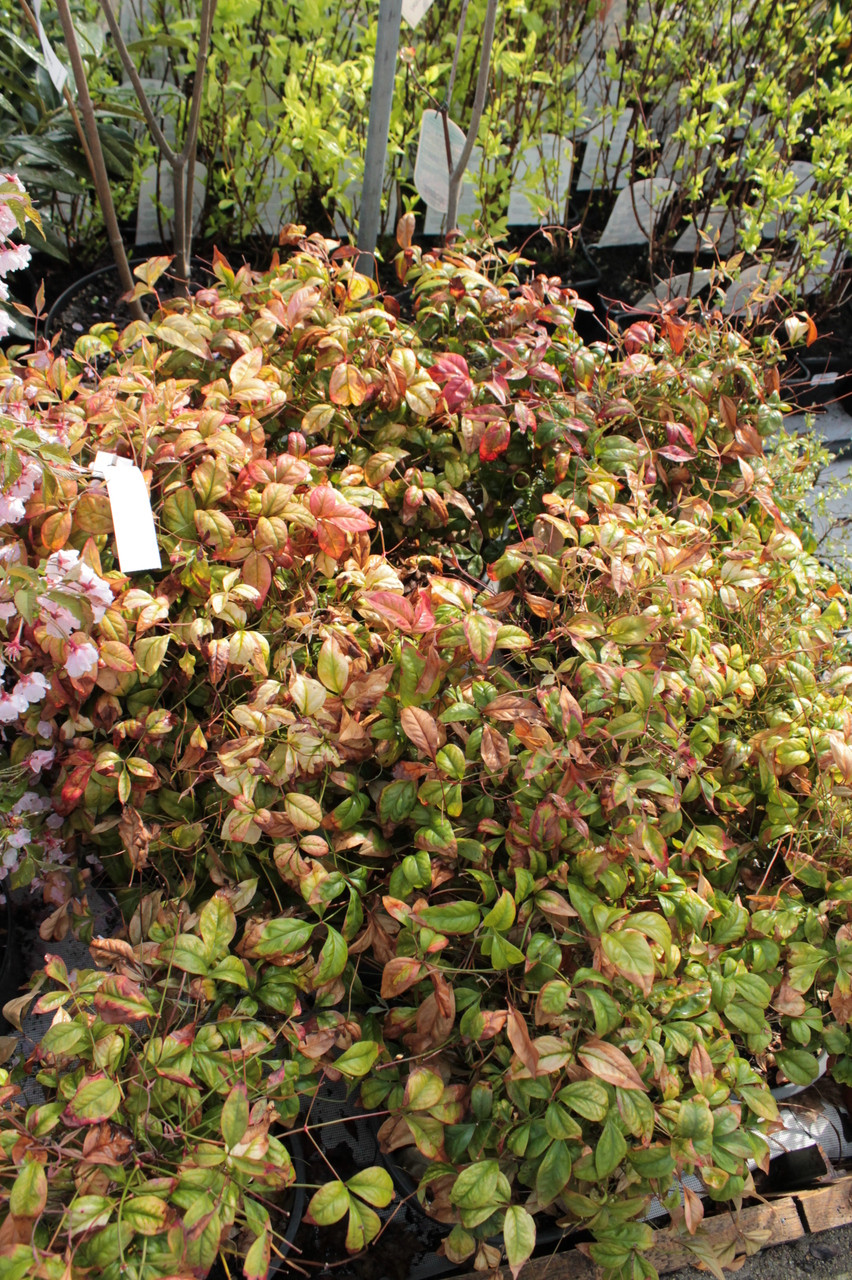 dwarf nandina