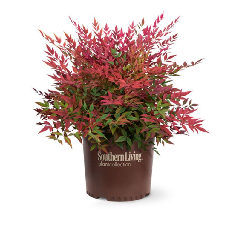 Obsession Nandina Plantaddicts Com