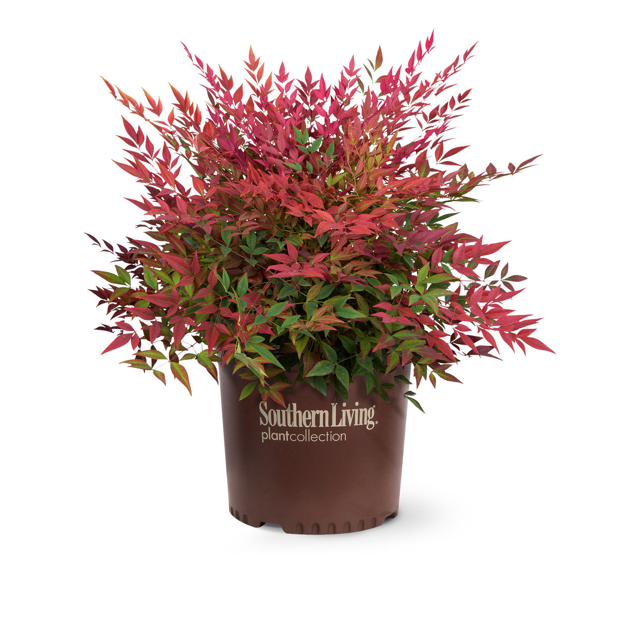 Southern Living Plant Collection Obsession Nandina - Thumbnail 5