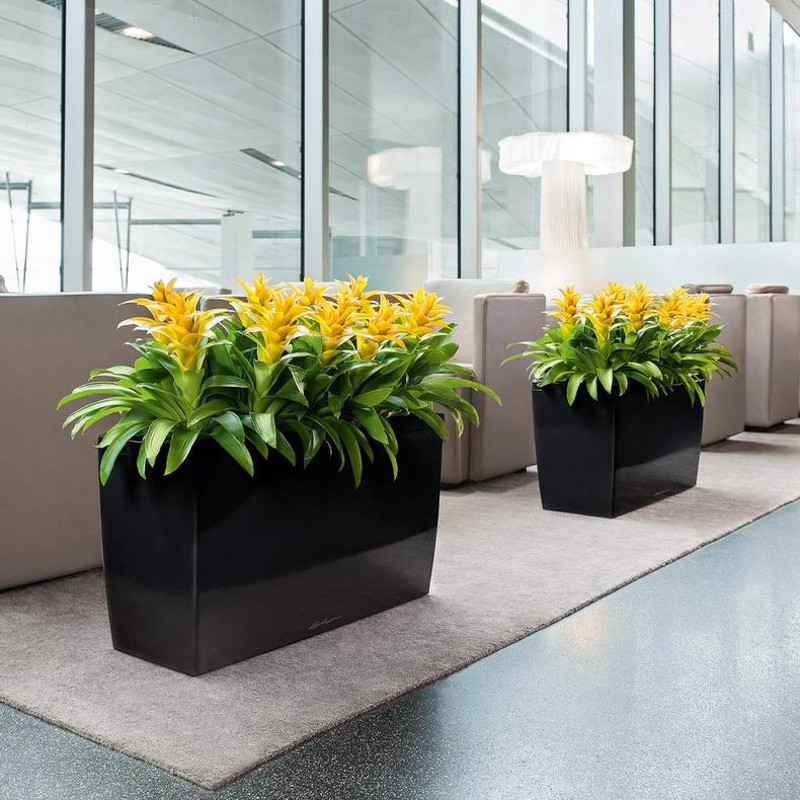 Cararo - Thumbnail 3