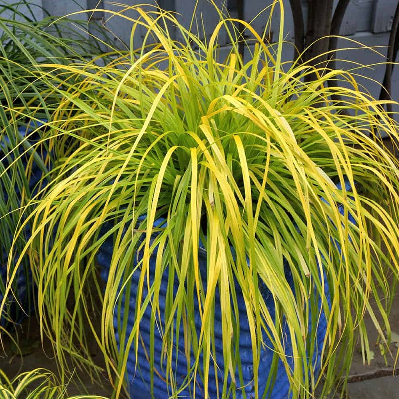 Southern Living Plant Collection Everillo Sedge - Thumbnail 2