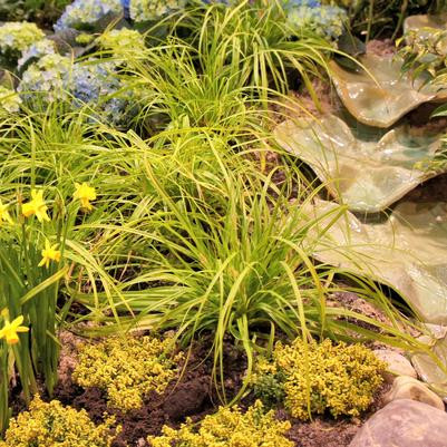 Southern Living Plant Collection Everillo Sedge - Thumbnail 5
