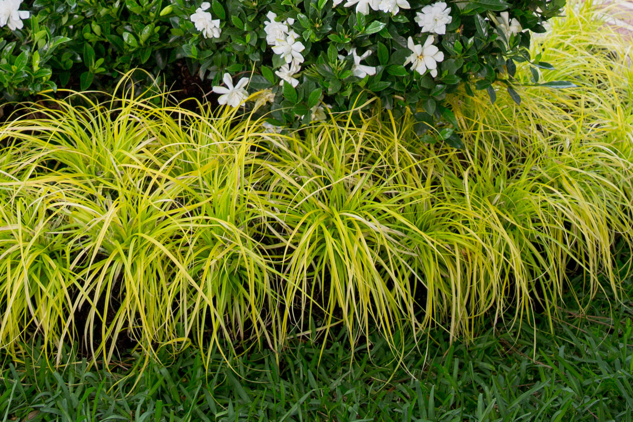 Southern Living Plant Collection Everillo Sedge