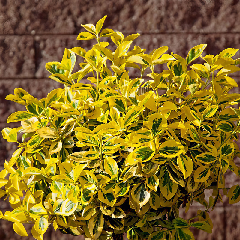 Golden Euonymus - Thumbnail 4