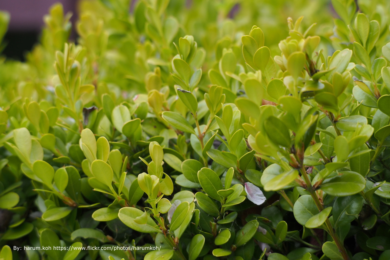 Japanese Boxwood Plantaddicts Com