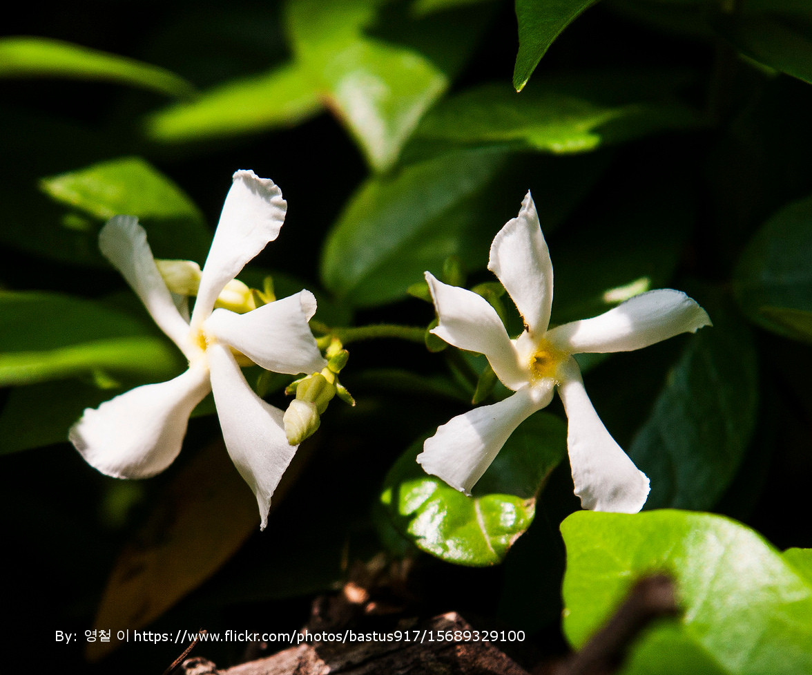 Plant Addicts Asiatic Jasmine - Thumbnail 2