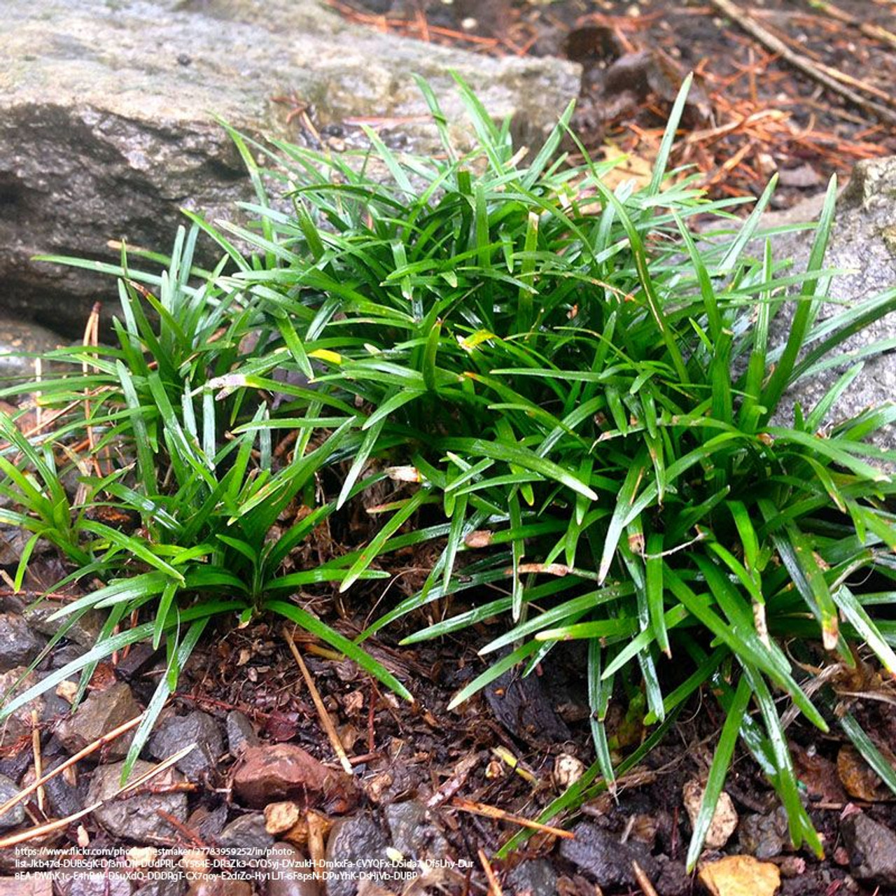 Dwarf Mondo Grass