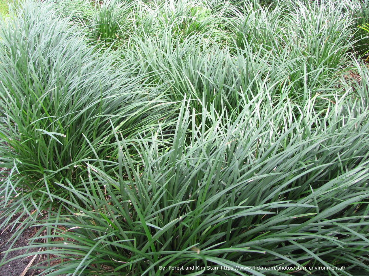 Mondo Grass - Thumbnail 3