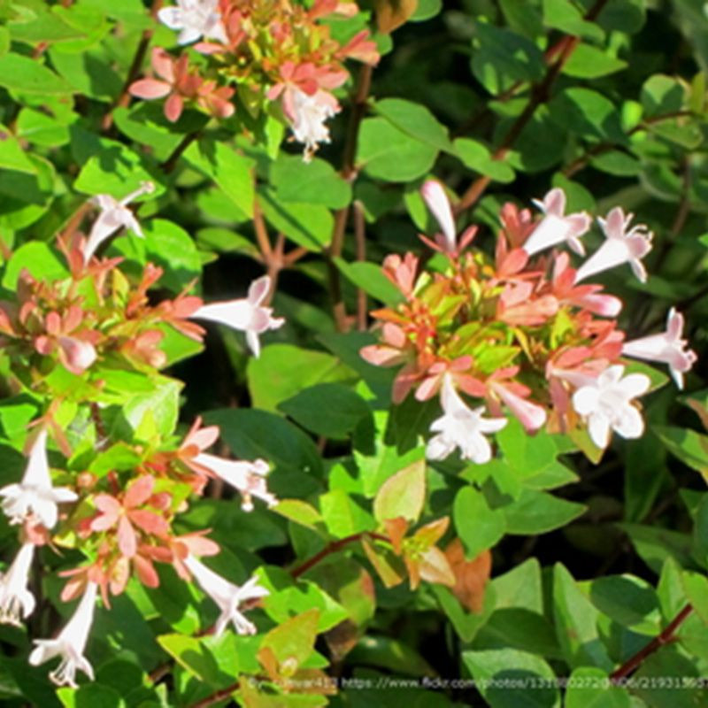 Rose Creek Abelia