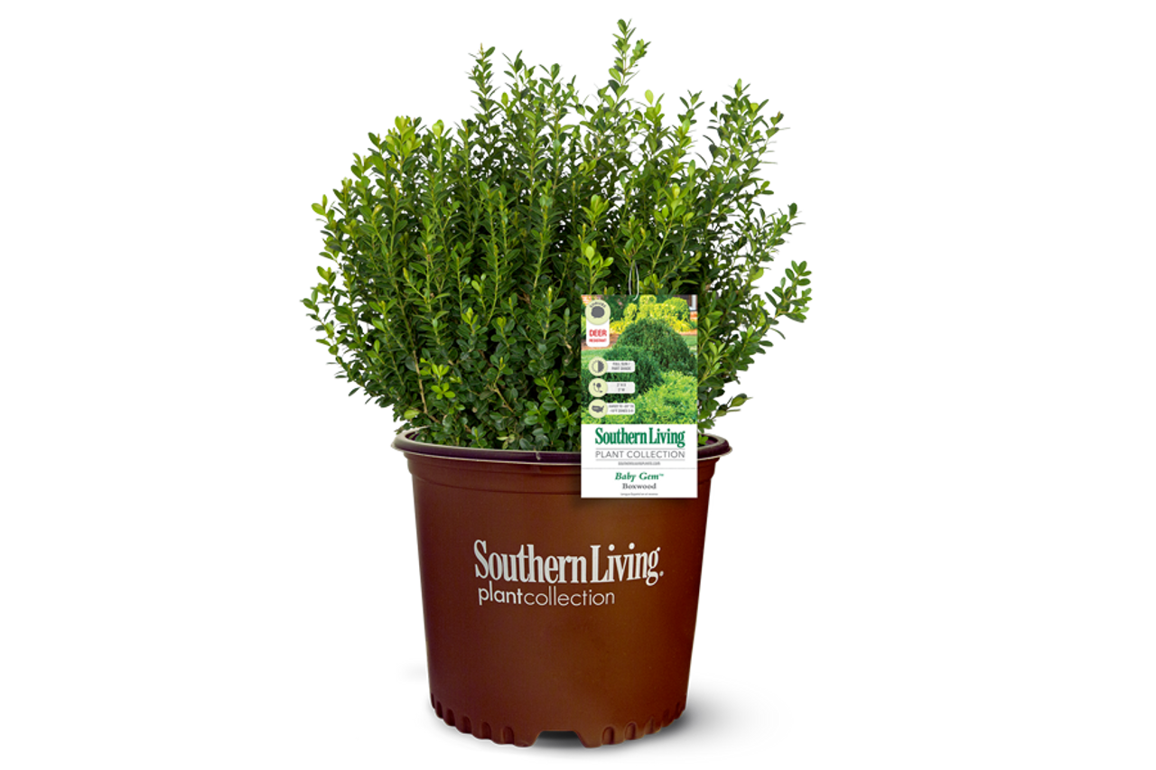 Baby Gem™ Boxwood - Southern Living Plants