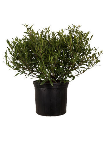 Plant Addicts Frost Proof Gardenia - Thumbnail 3