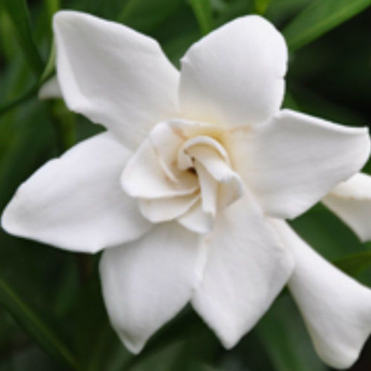 Monrovia White Frostproof Gardenia Flowering Shrub In Pot (With