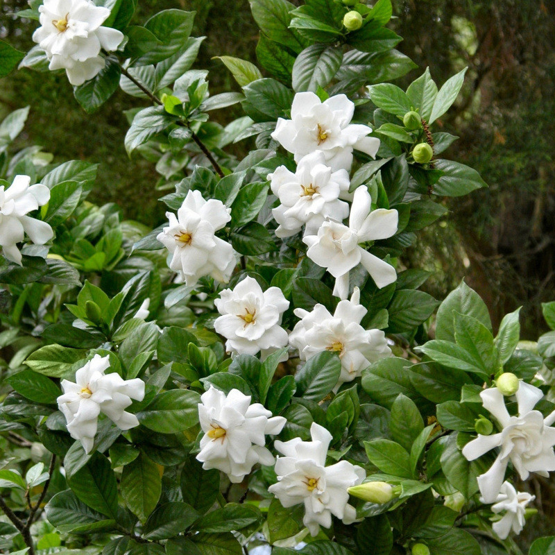 Plant Addicts Frost Proof Gardenia - Thumbnail 2