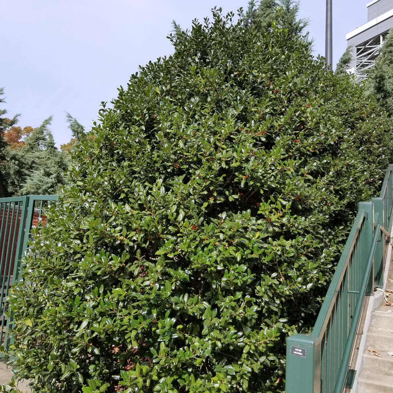 Dwarf Burford Holly