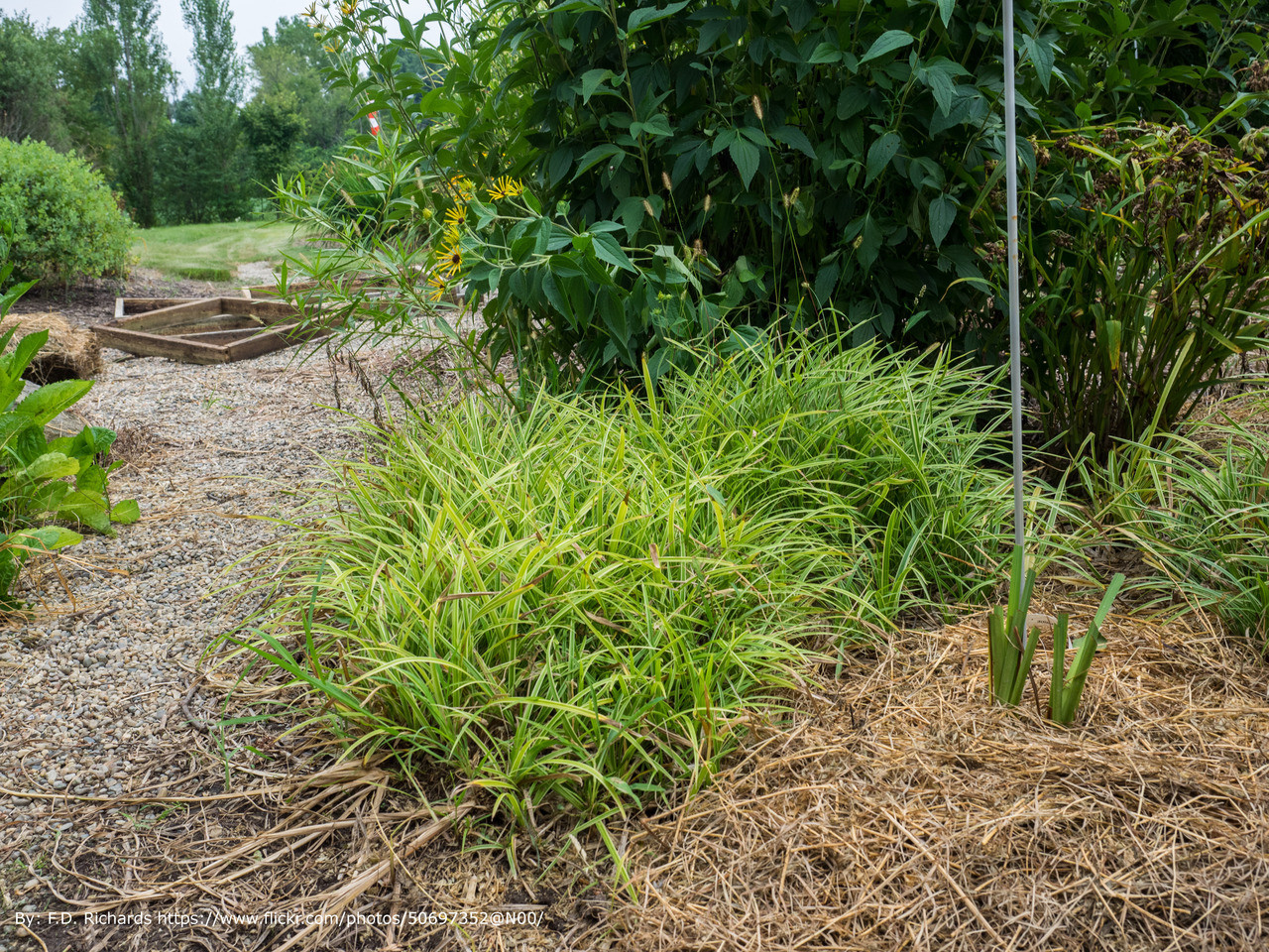 Variegated Liriope - Thumbnail 3
