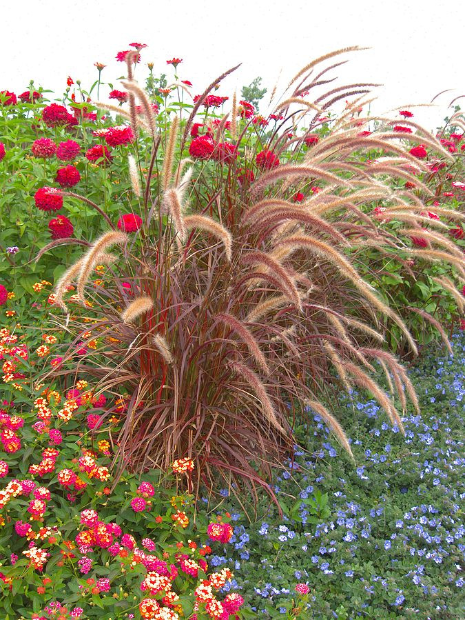 Fireworks Fountain Grass - Thumbnail 2