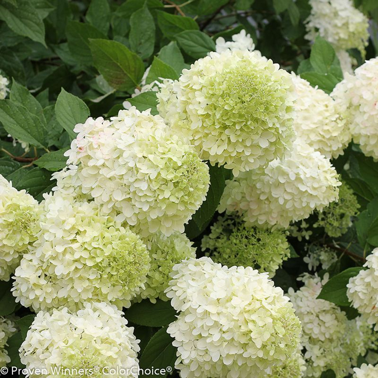 Image of Limelight hydrangea bush close-up