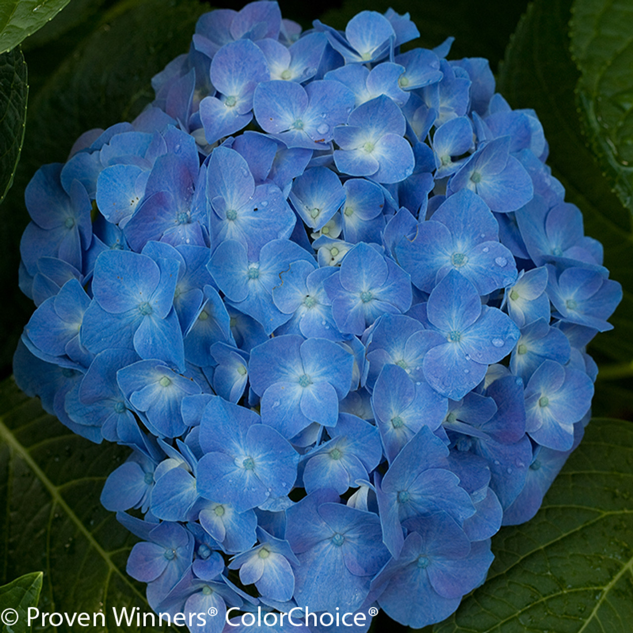 Image of Blue Jangles hydrangea flowers close-up