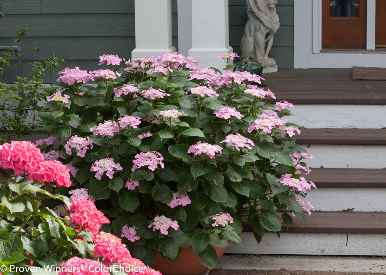 Let's Dance® Starlight Hydrangea | Plant Addicts