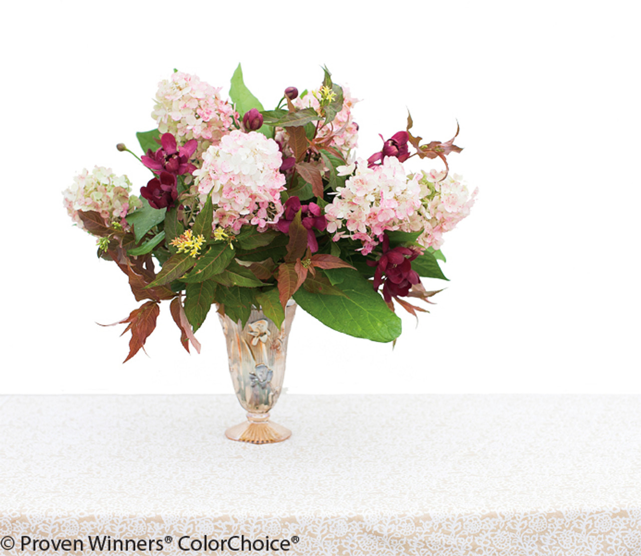 Image of Fire Light Hydrangea in a Vase