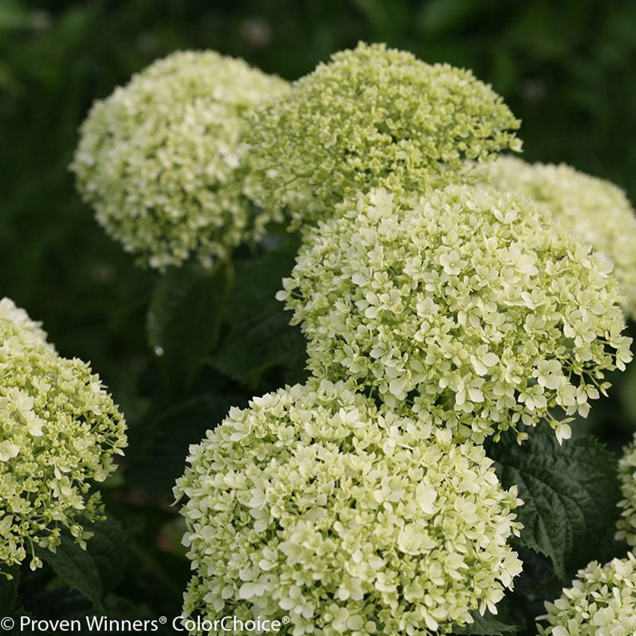 Image of Limetta Hydrangea in a garden