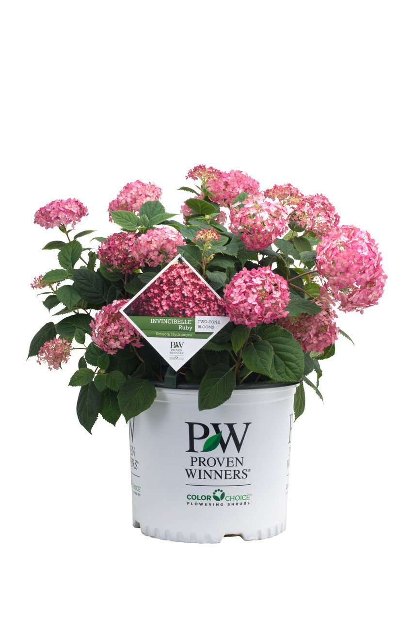 Image of Invincibelle Ruby hydrangea in a pot