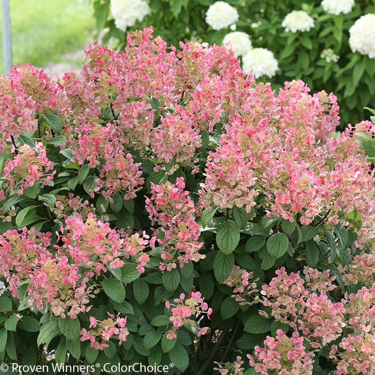 Image of Little Quick Fire hydrangea bush