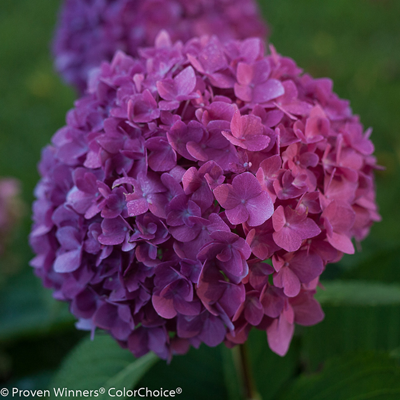 Image of Let's Dance Rave hydrangea bush in bloom