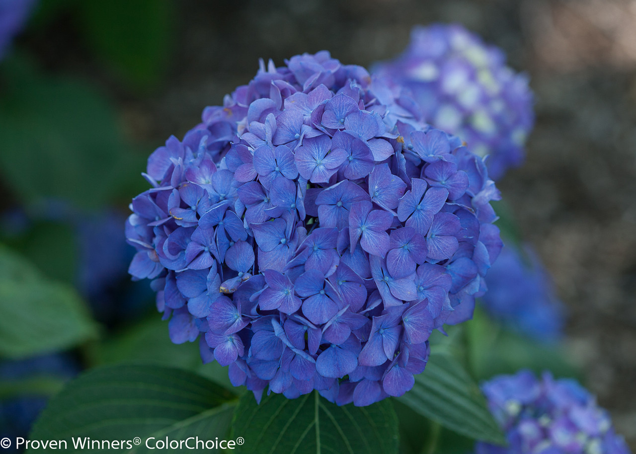 Let's Dance Rave Hydrangea - Thumbnail 5