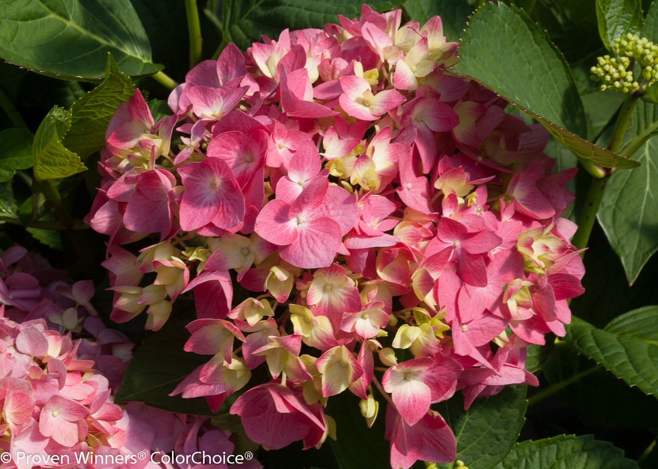 Let's Dance® Rave® Hydrangea | Plant Addicts
