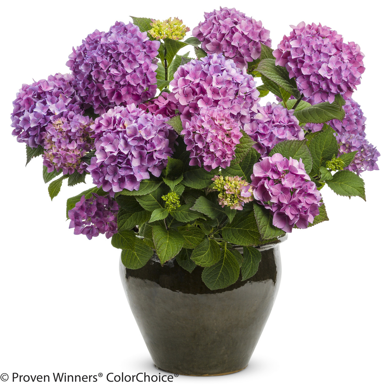 Let's Dance Rave Hydrangea - Thumbnail 3