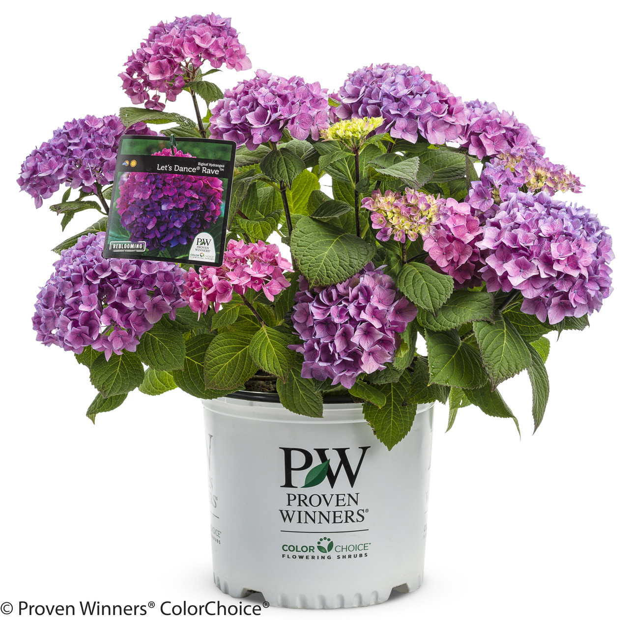 Image of Let's Dance Rave hydrangea bush in pot