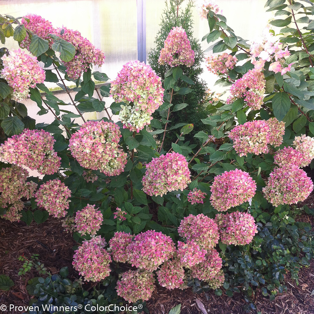Little Lime Hydrangea Plant Addicts