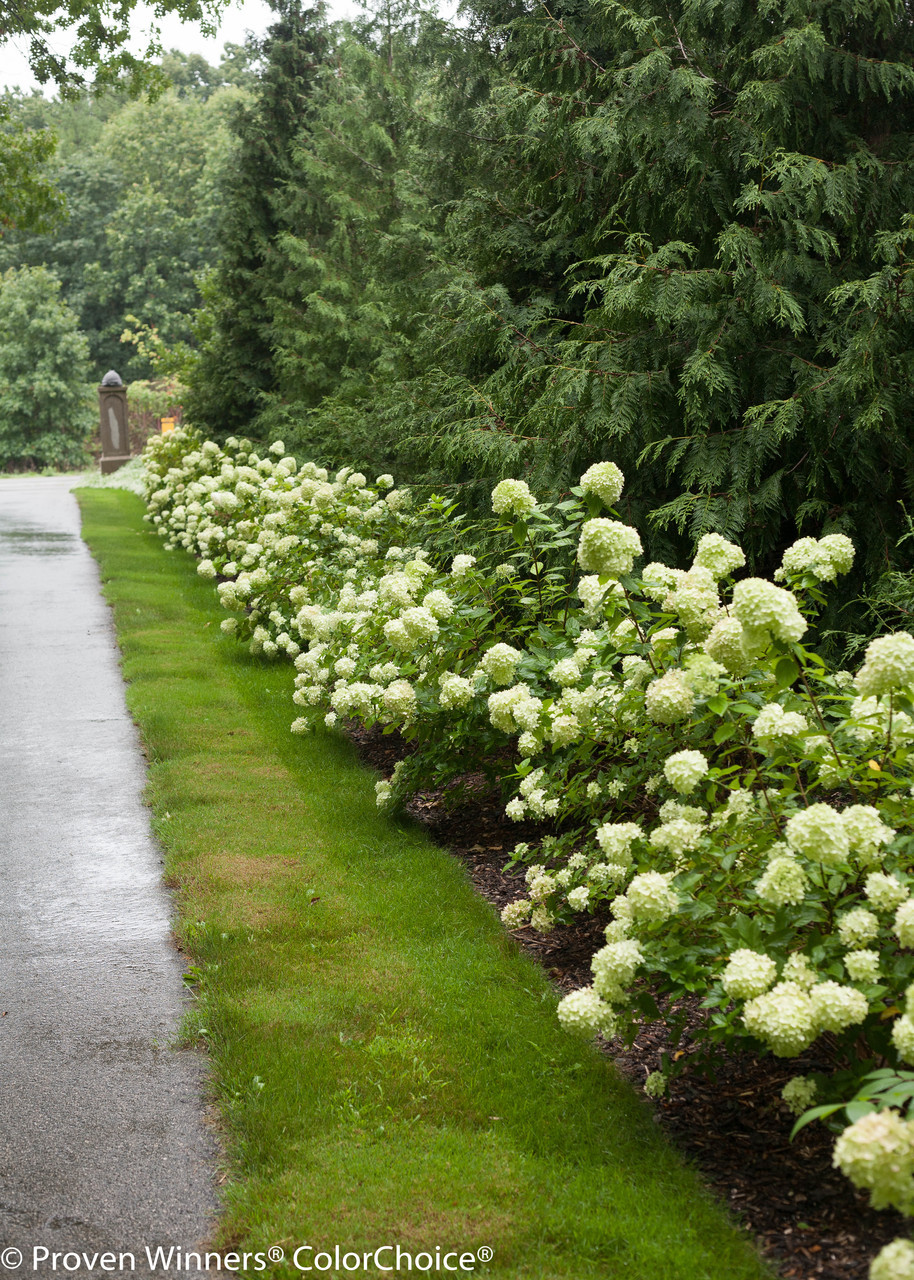 Little Lime Hydrangea Plant Addicts